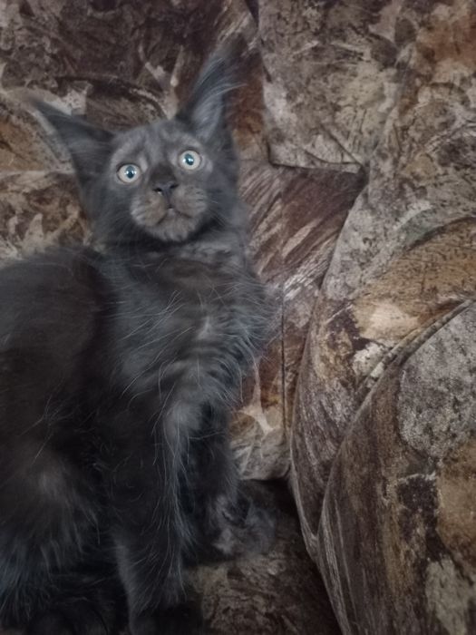 Czarny kocurek Maine Coon