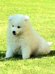 Śliczny Samoyed:)