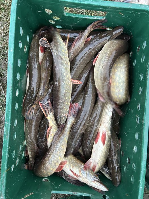 Продам живу рибу,товарну та зарибок вирощений у власній водоймі!