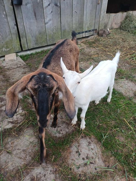 Sprzedam klacz huculską!