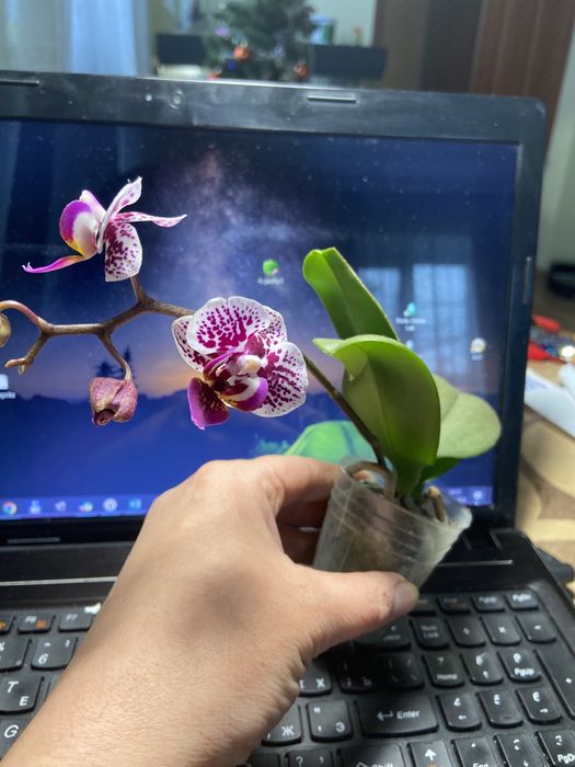 Фаленопсис підліток-азіат