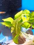 Anubias Nana Gold MASSON