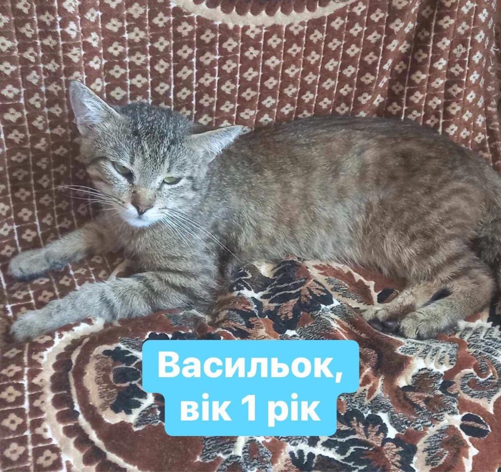 Котики шукають новий дім!