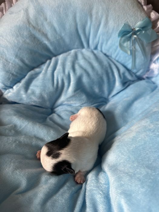 Chihuahua chlopczyk xxs