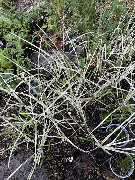 Cortaderia Trawa pampasowa Silver Comet