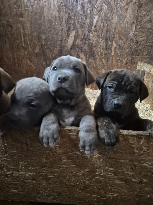 Продам цуценят кане корсо