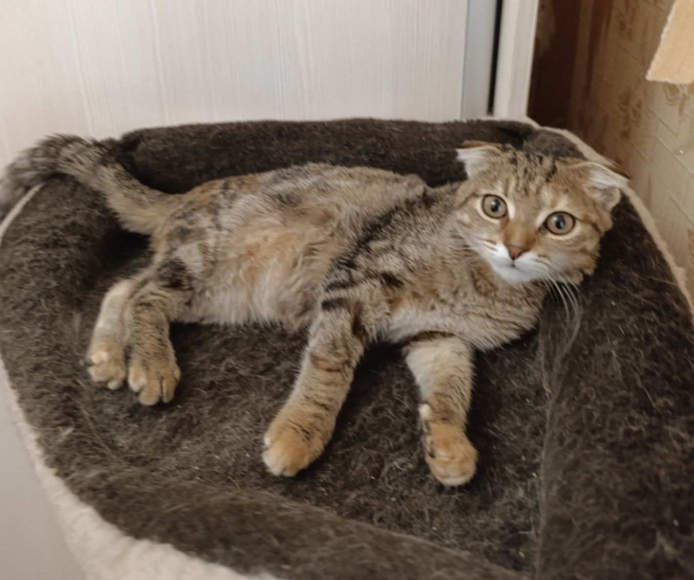 Отдам вислоухую кошечку