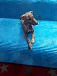 Chart Angielski Whippet.  piesek.