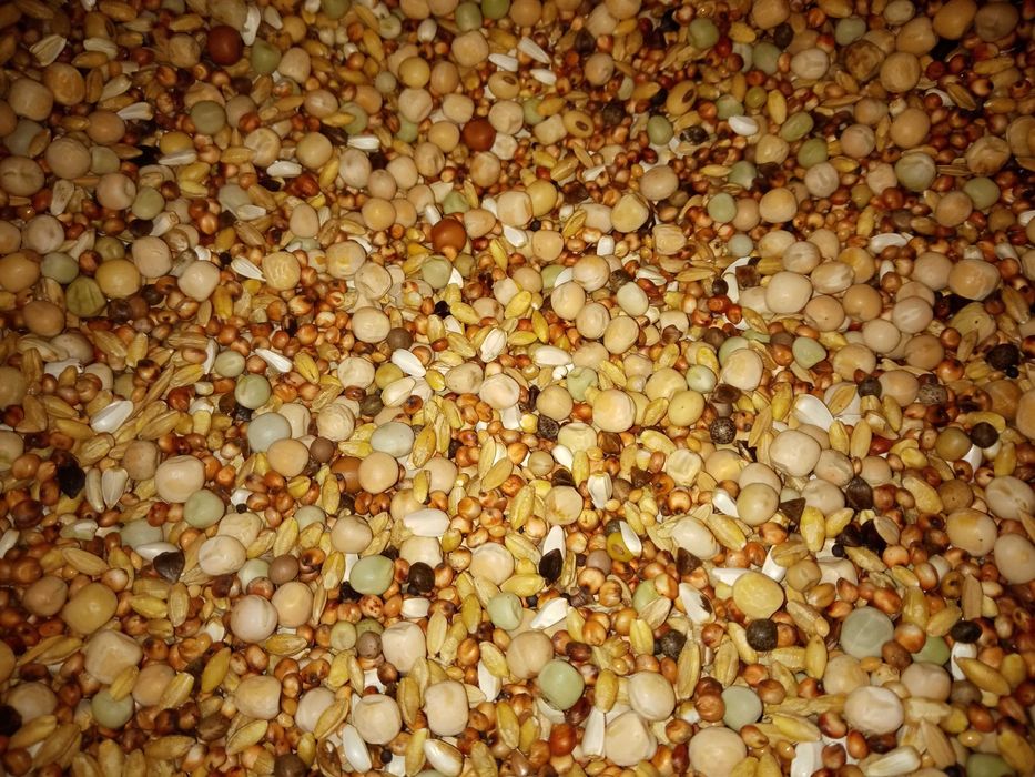 Karma dla gołębi Bez Kukurydzy i Pszenicy Białkowa Lider 25kg Kampol