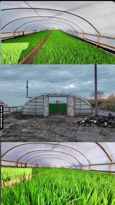 Зелена цибуля перо