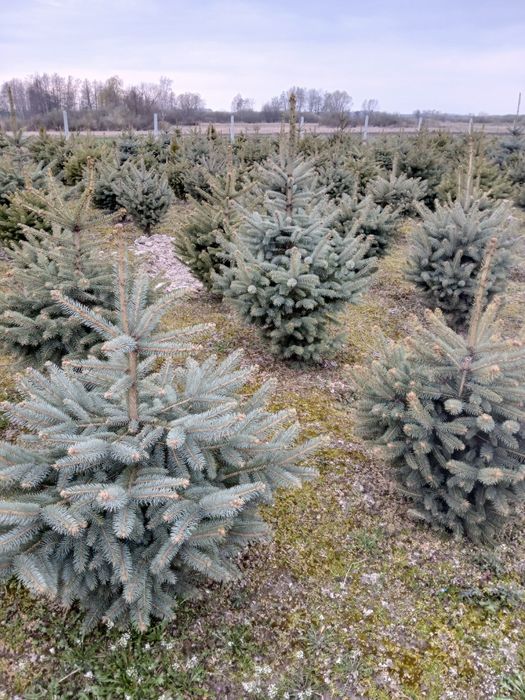 Świerk srebrne pospolite serbskie