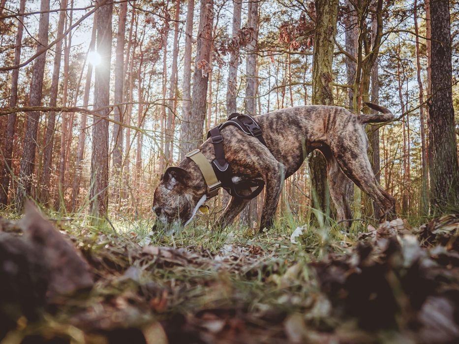 Szelki dla psa Hurtta Weekend Warrior