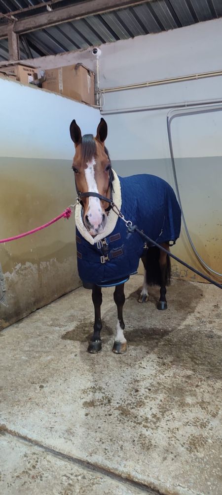 Cavalo de obstaculos