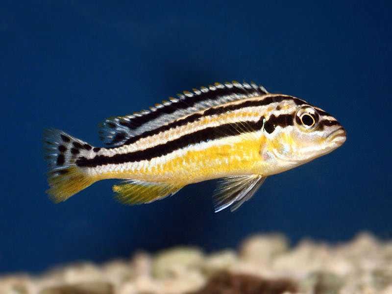 Melanochromis auratus, Pyszczak złocisty, malawi , wysyłka