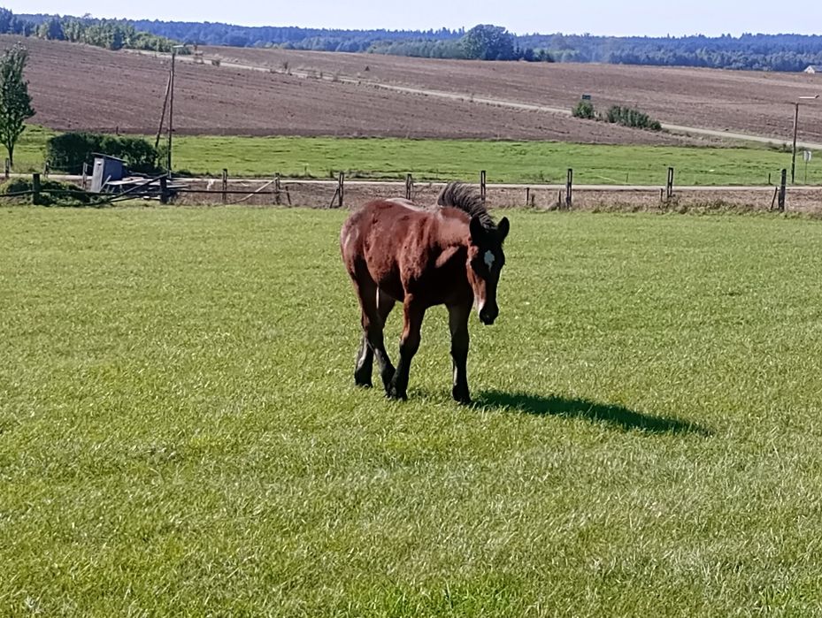 Ogierek grubej budowy