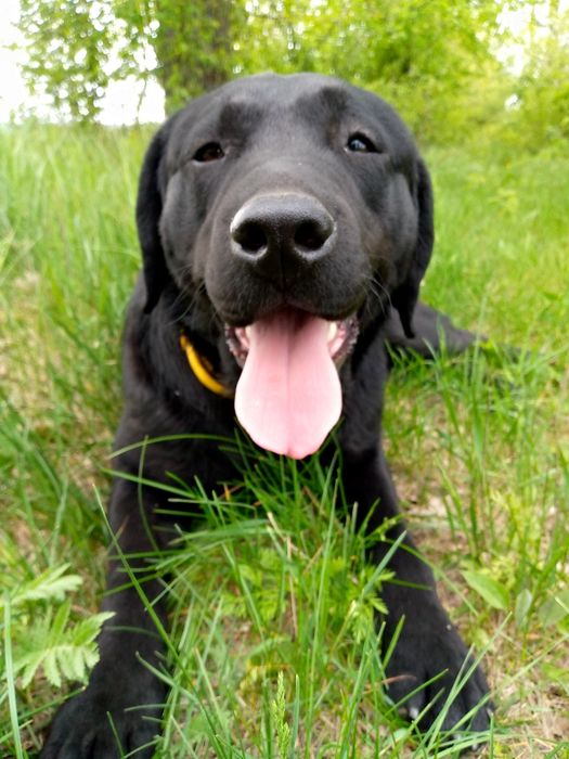 В'язка лабрадор ретрівер чорний