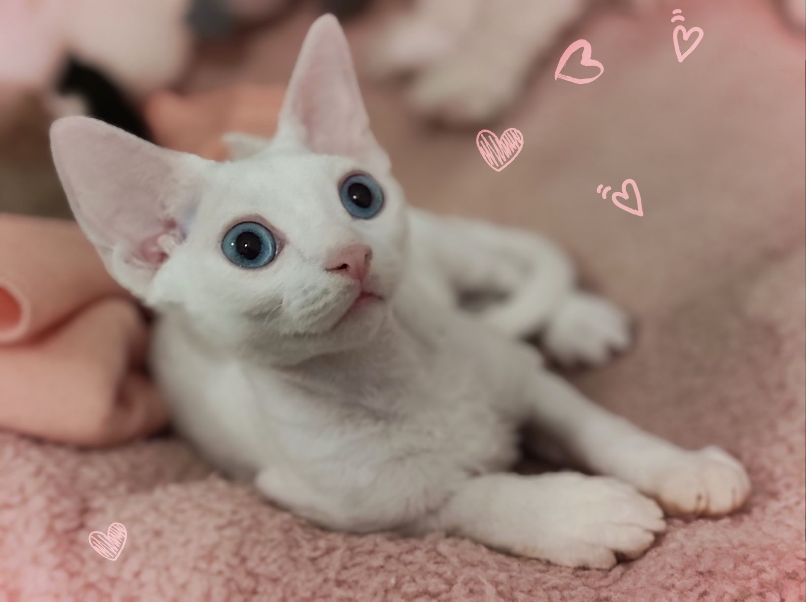 Devon rex Xavier - po prostu Boski