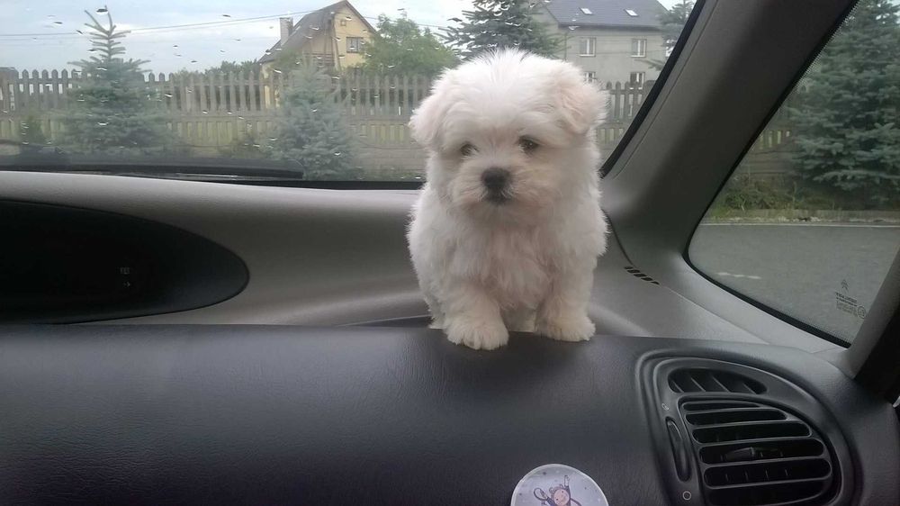 Maltańczyk mini piesek Gotowy do zmiany domu