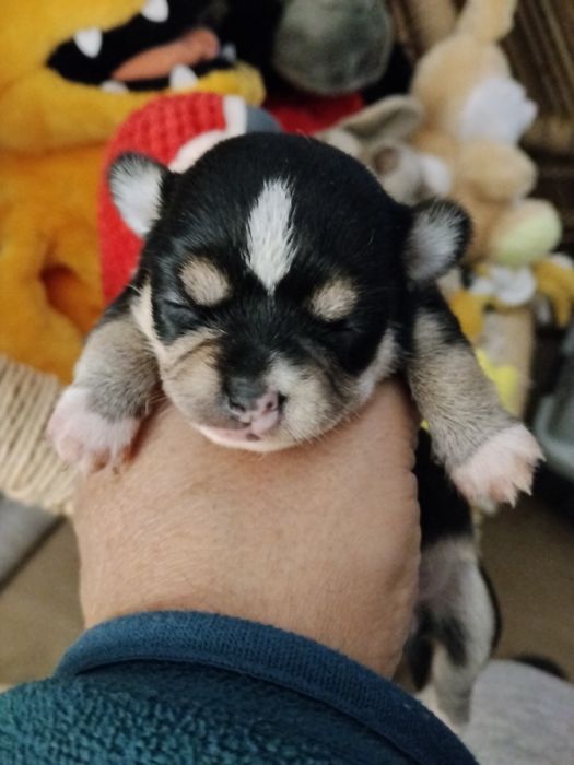 Chihuahua miniatura