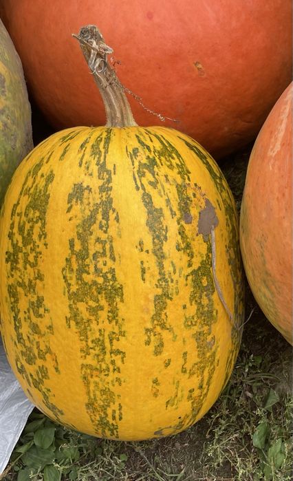 Продам гарбузи кормові