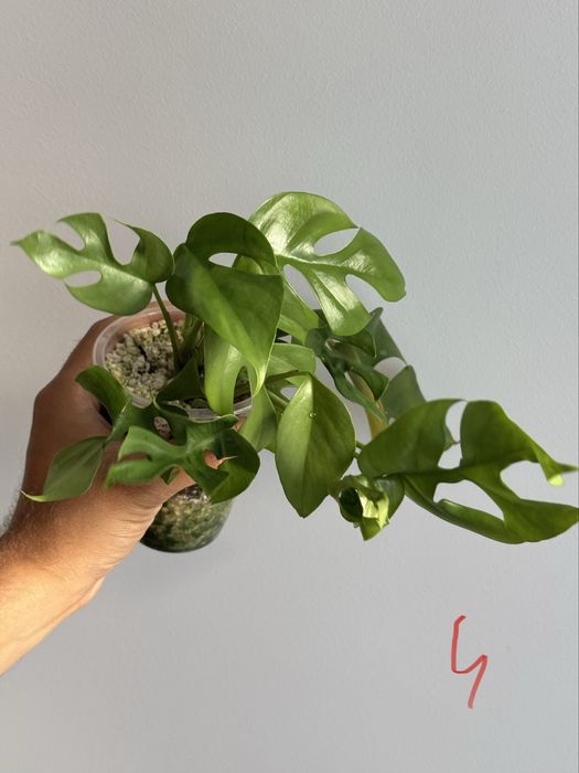 REZERWACJANadwyzka roslin raphidophora, monstera, maranta silver band,
