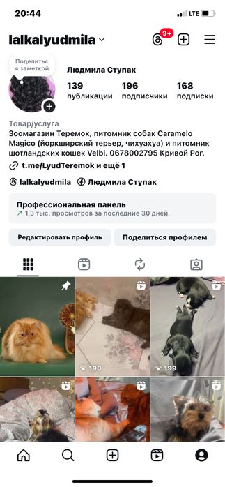 Йоркширские щенки