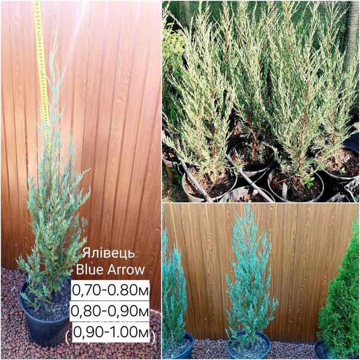 Ялина Коніка, ялина Нідіформіс, ялівці скельний Блю Ароу та інші