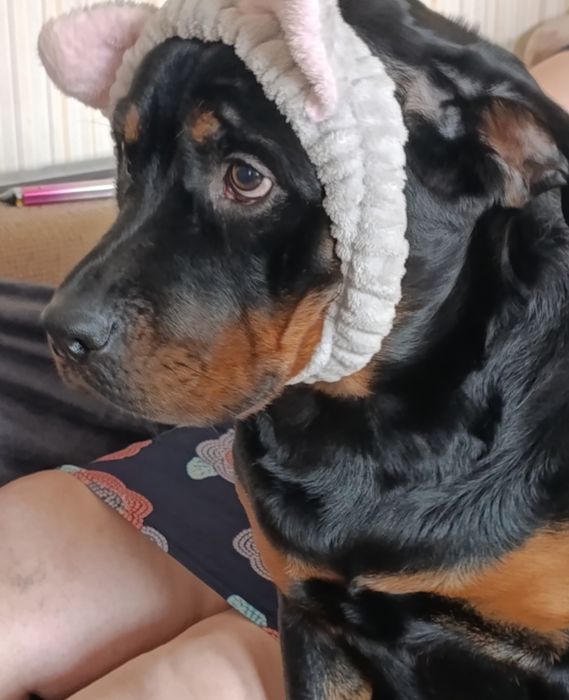 Передержка животных