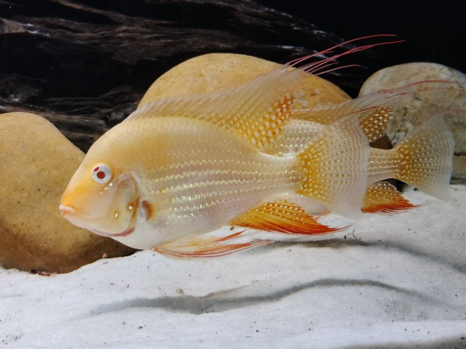 HECKELII ALBINO-Acarichthys adultos