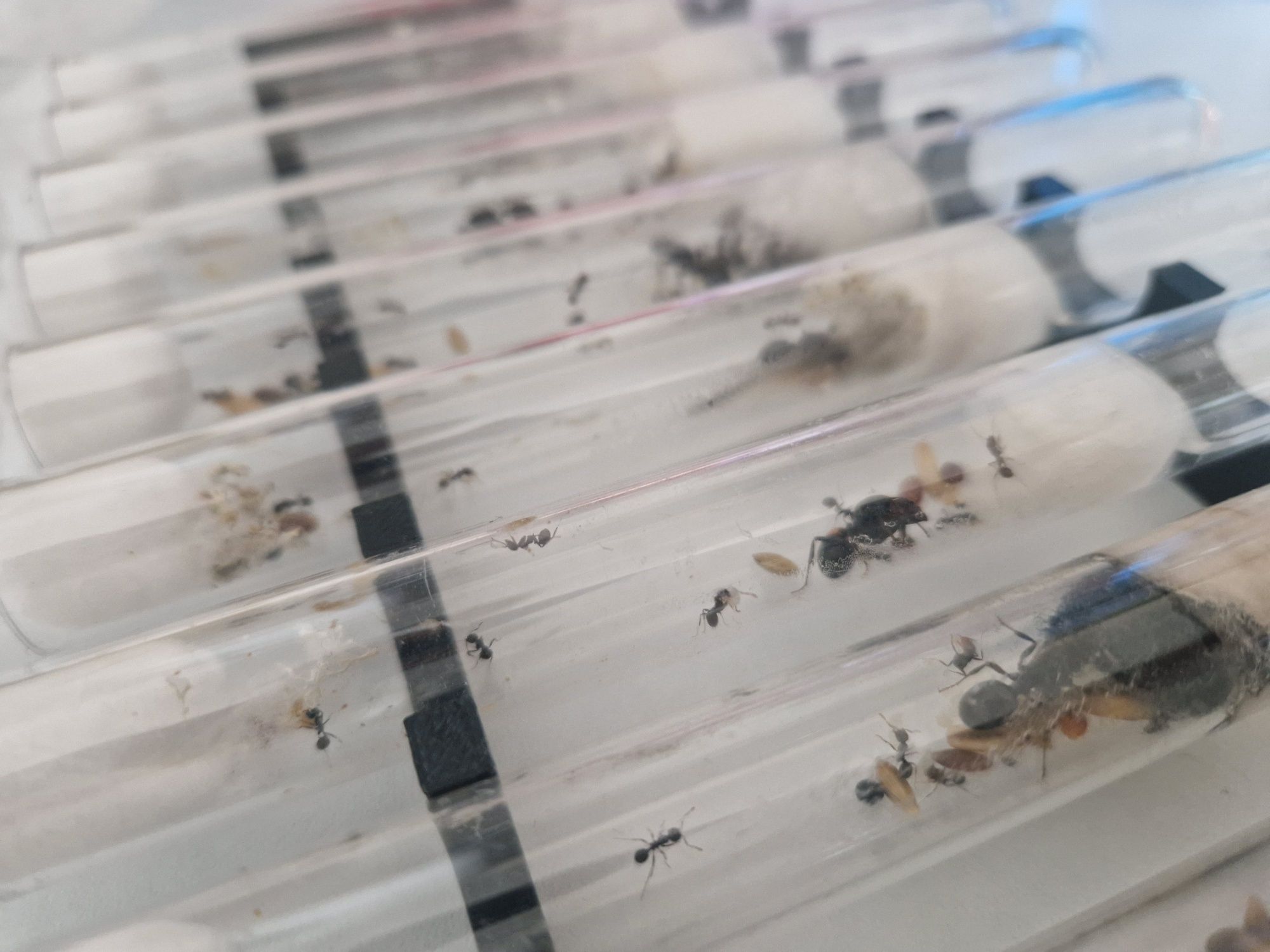Mrówki Messor Barbarus żniwiarki 10 stk rodzin