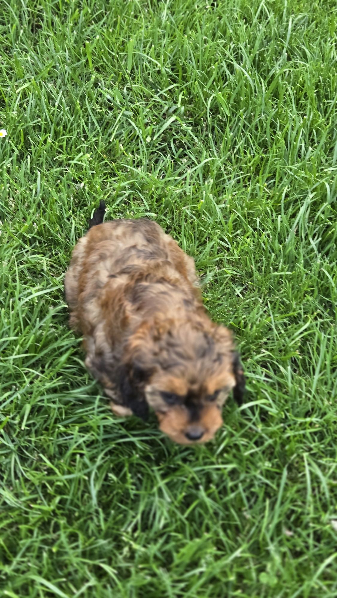Cavapoo piesek F1 w extra cenie