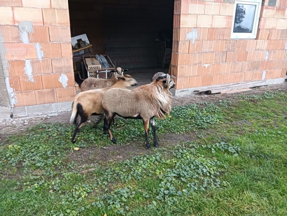 Sprzedam Tryka Kameruńskiego