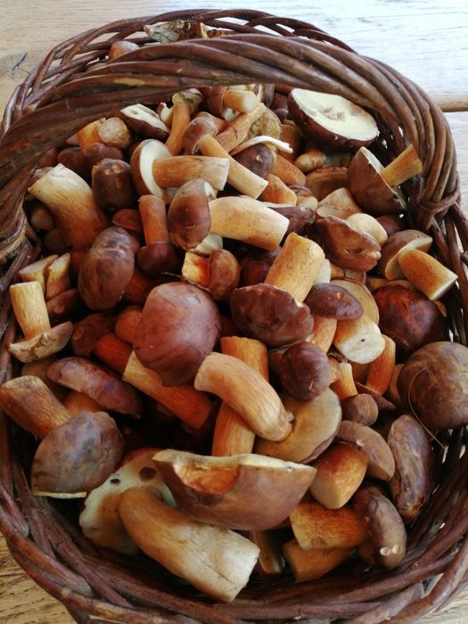 Grzyby suszone podgrzybki 100 gramów