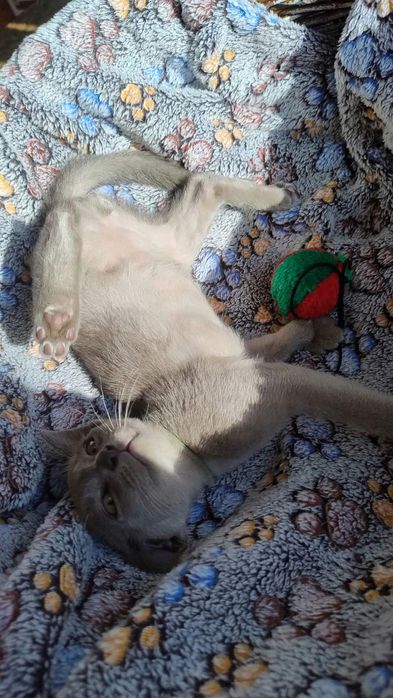 Європейська Бурма, блакитні кошенята