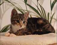 Piękna mała Poziomka do adopcji szuka domku