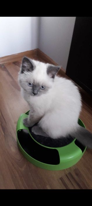 Piękny kotek brytyjski