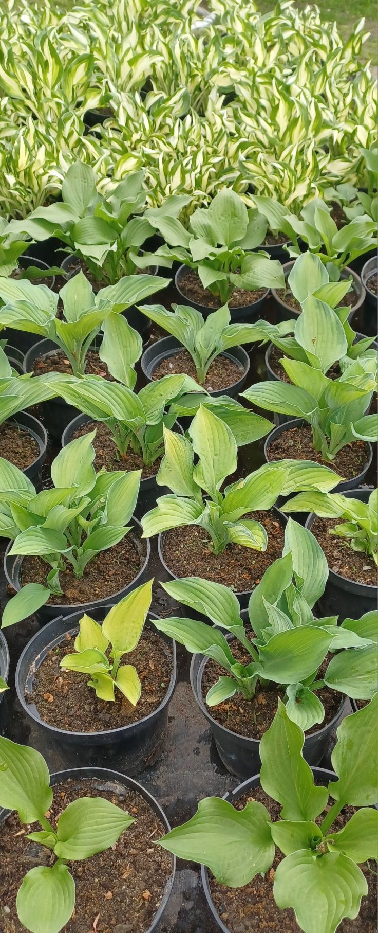 Hosta / Funkia do ogrodu