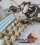 Pintainhos (marans e carecas) (codernizes gigantes)