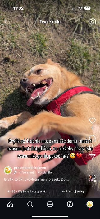 Gryfik - już ponad 4 lata zmarnował w schronisku