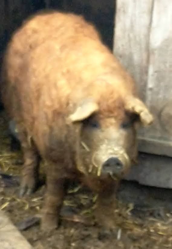 Приватний розплідник свиней породи Угорська пухова мангалиця