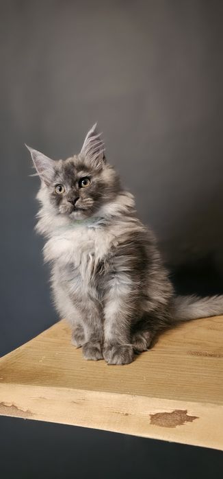 Koteczka Maine coon