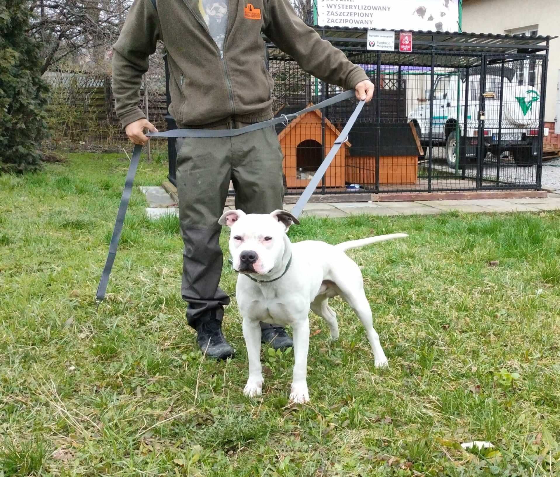 Bakuś - młody amstaff do adopcji