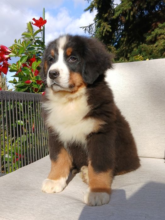 Berneński piesek o imieniu KODI,rodowód cztero pokoleniowy, ur.25.07