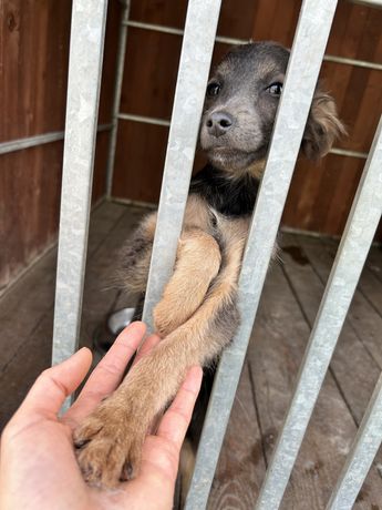 Szczeniaczek adopcja bardzo pilne !!