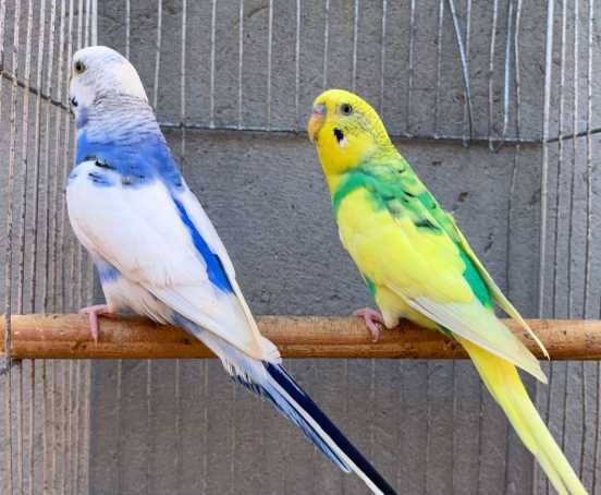 vendo lote periquitos autralianos traçados de ingles