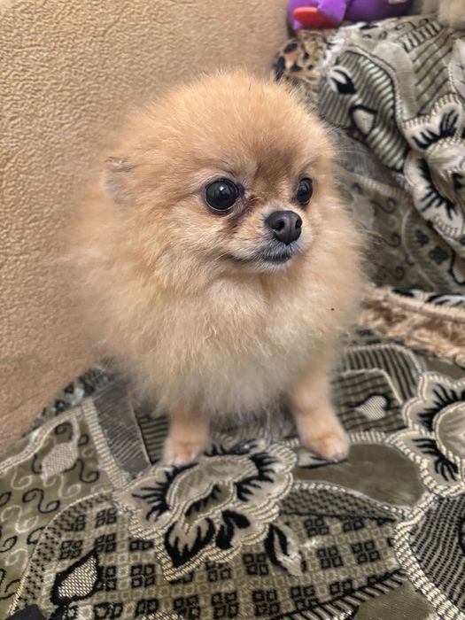 Мінюшка дівчинка померанського шпіца.