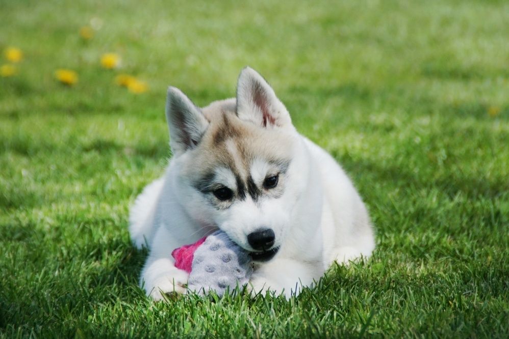 Suczka husky z rodowodem Związku Kynologicznego w Polsce ZKwP FCI