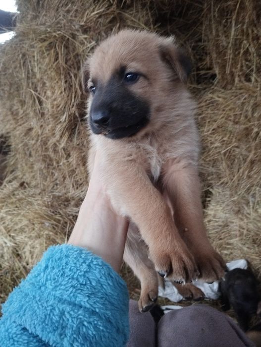 Щенки немецкой овчарки