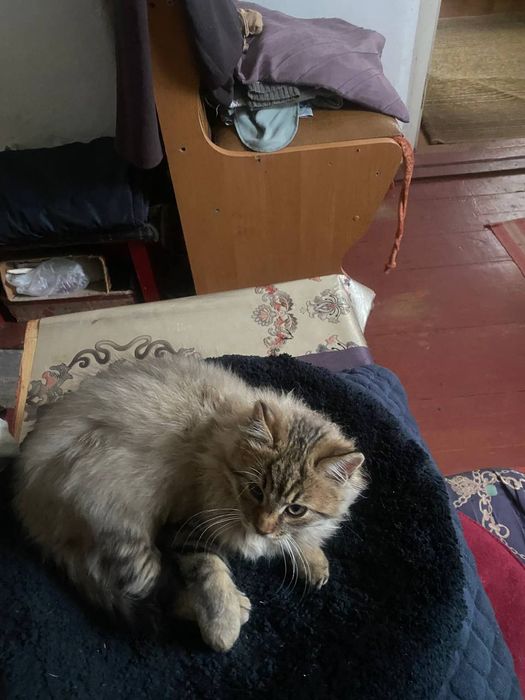 Гарненький пухнастий домашній котик