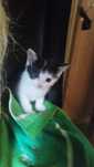 Śliczna koteczka Sonia,2 miesieczna , do adopcji